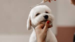 dog grooming in Bangalore