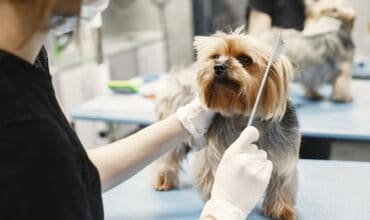 pet grooming services in Bangalore