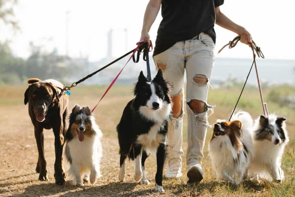 Tips for Dog Owners