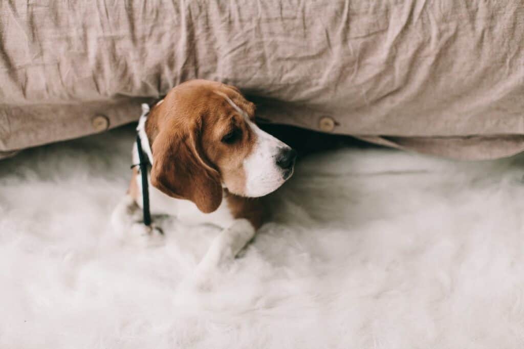 Best Small Dogs for Kids - Beagle