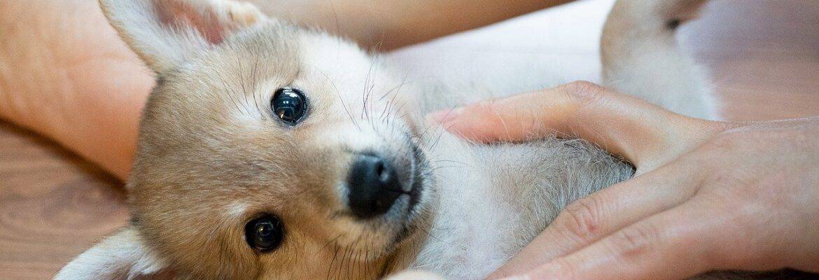 Shiba Inu Puppy Price