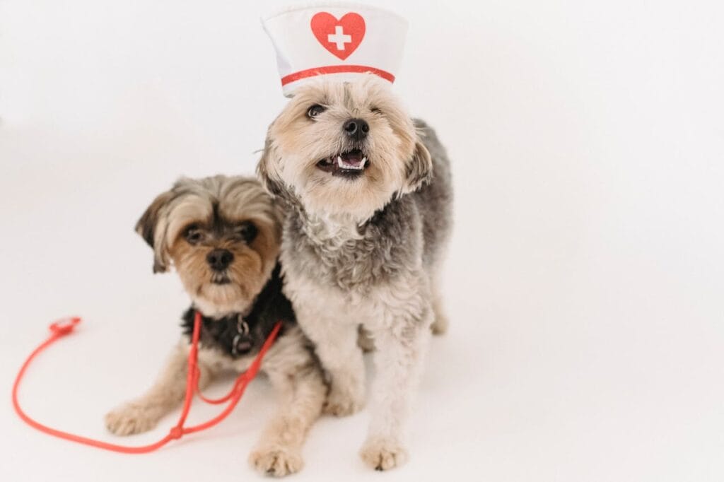 Dogs as doctors for humans