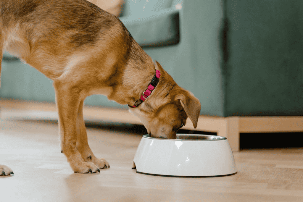 Canine Nutrition Guide