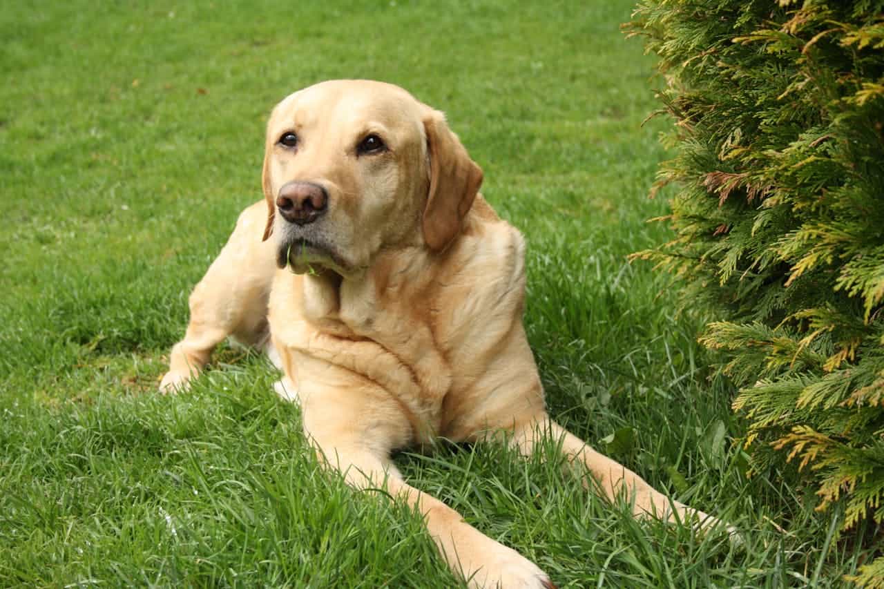 Labodor Retriever Labrador Retriever: A Complete Guide - Our World of Dogs