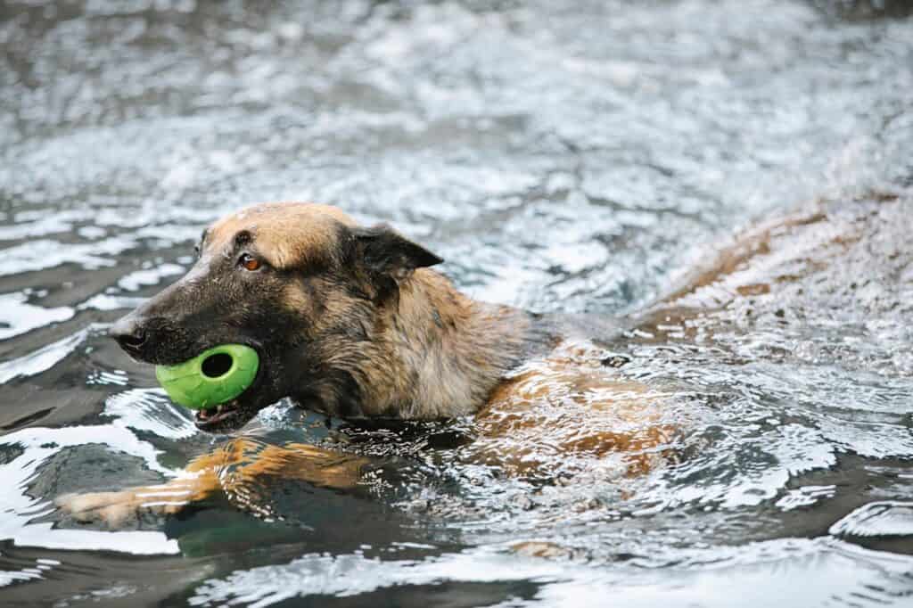 German Shepherd