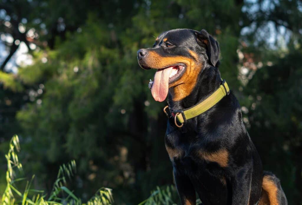 Rottweiler