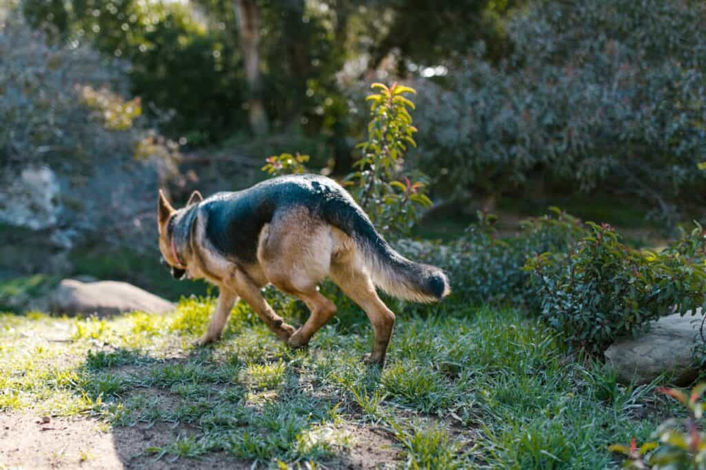 German Shepherd