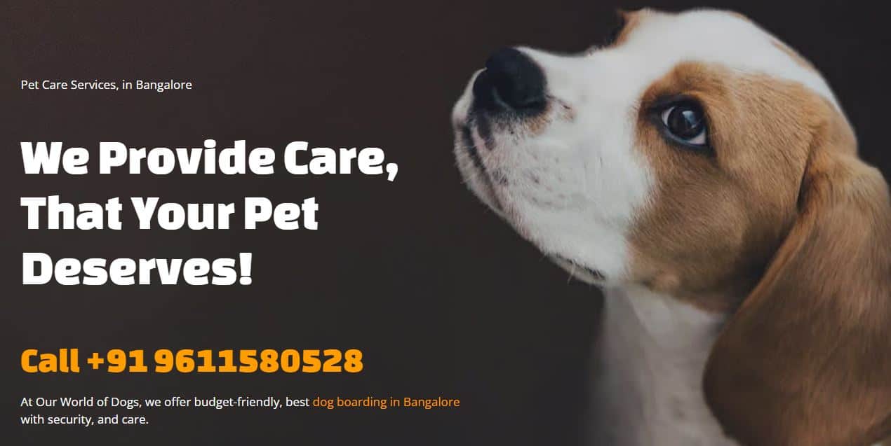 Best Dog Boarding in Bangalore Our World of Dogs