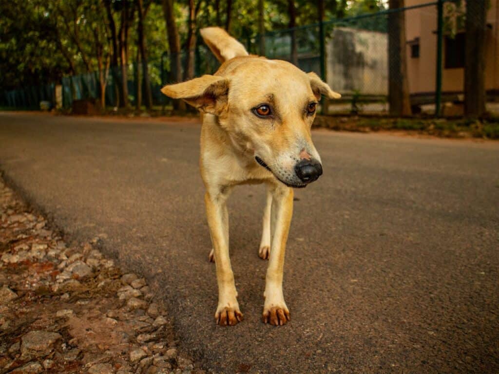 Indian Pariah Dog