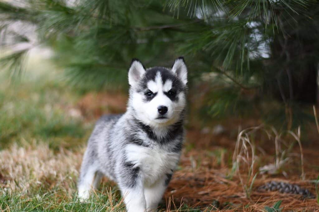 Siberian Husky Puppy