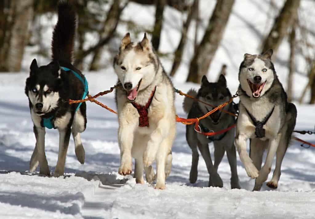 Siberian Husky