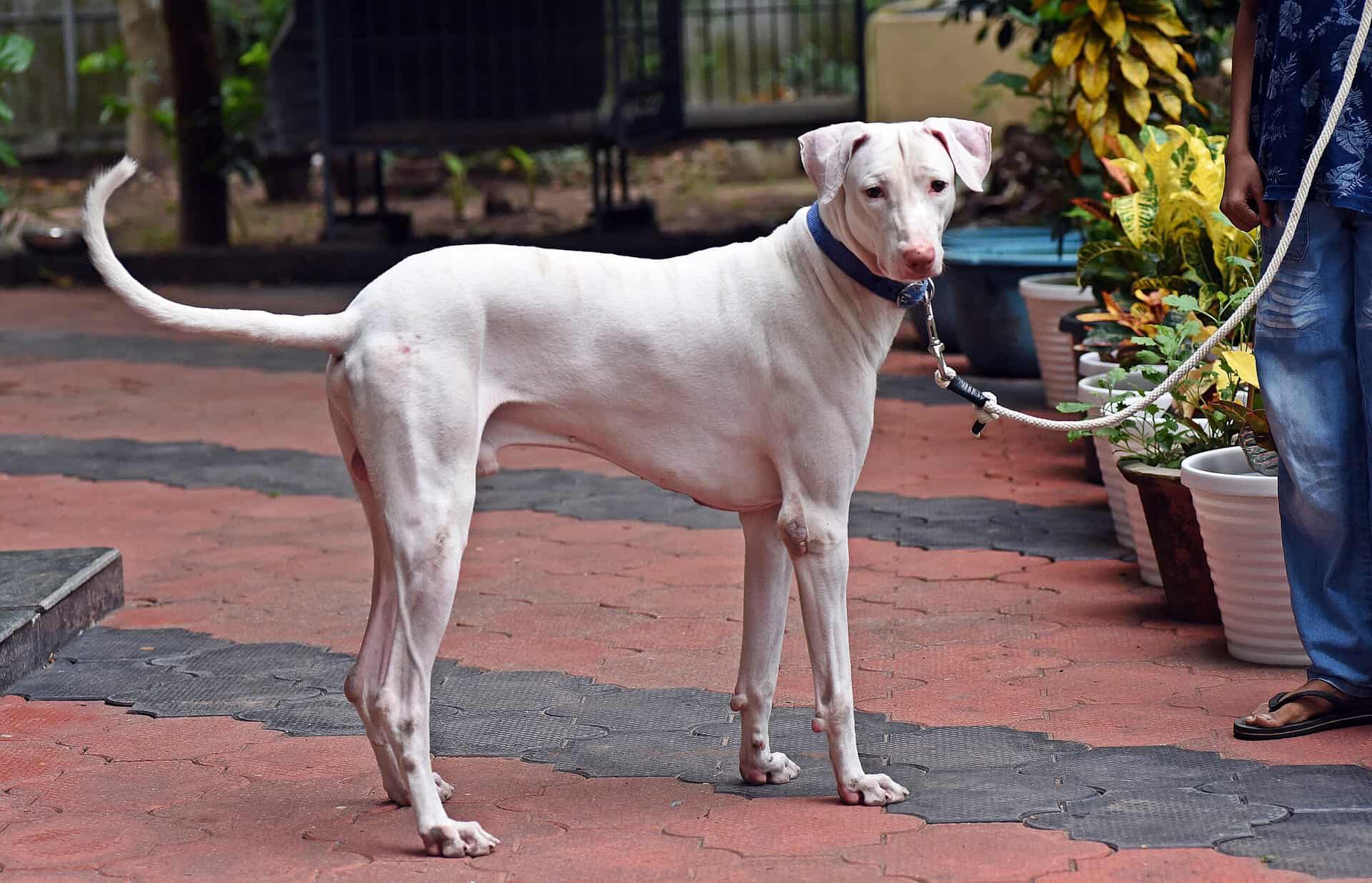 Rajapalayam Dog India s Majestic White Sighthound Our World Of Dogs Rajapalayam Dog India s Majestic White Sighthound Our World Of Dogs