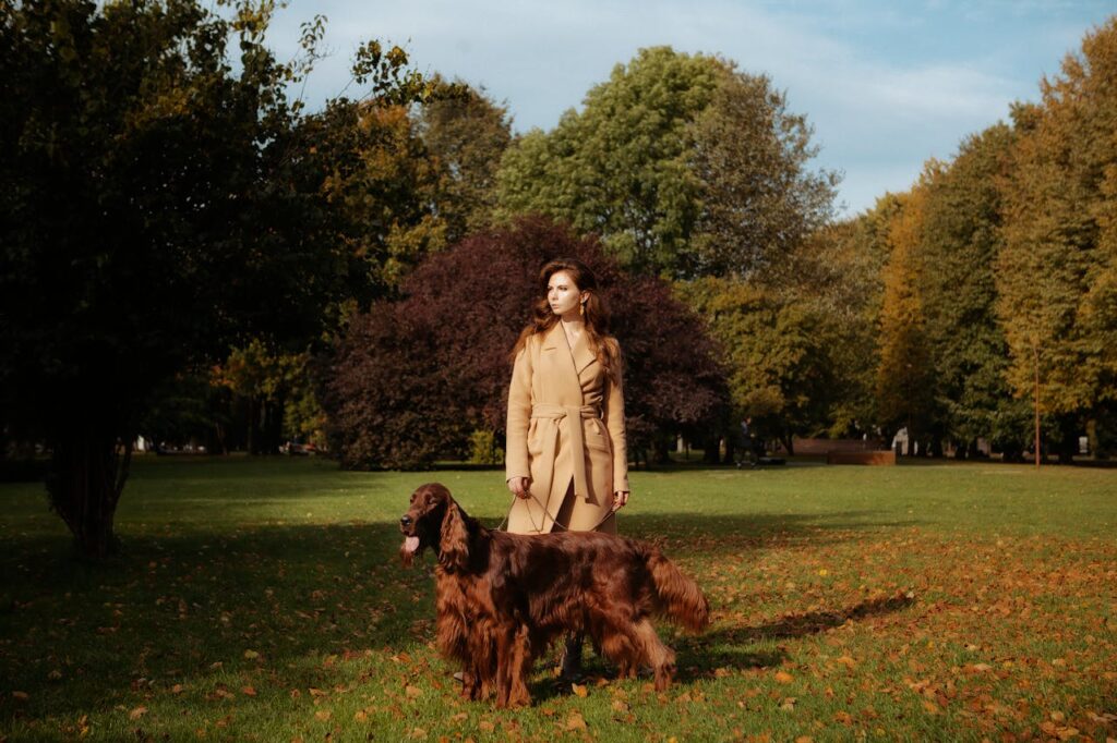 Irish Setter
