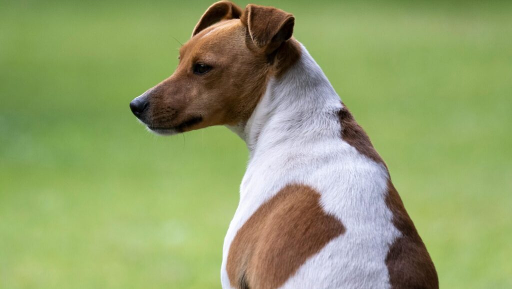 dog boarding
