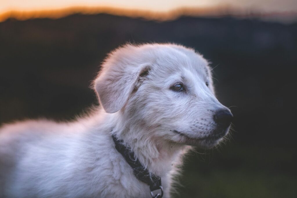 Separation anxiety in dogs