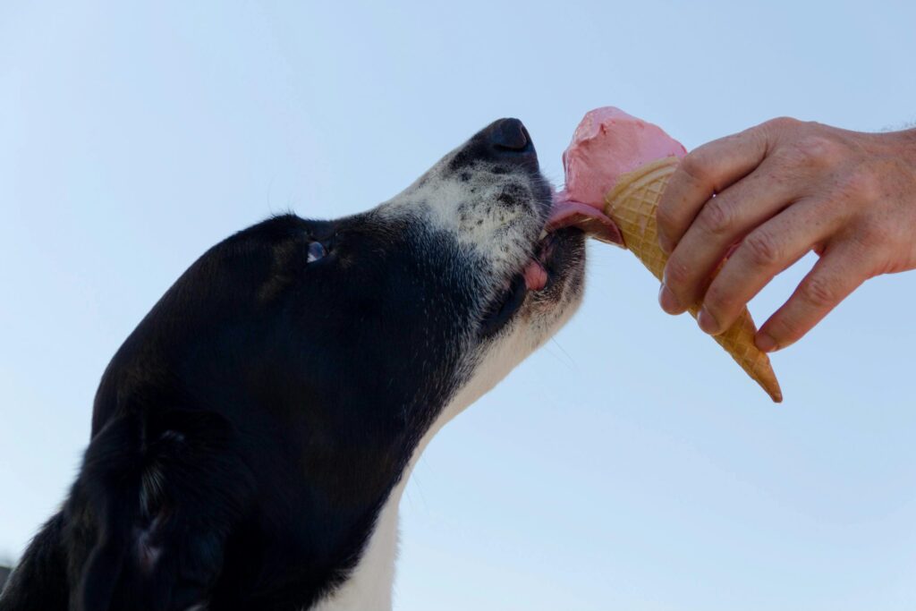dog diet
